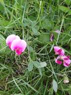 Image of Everlasting-Pea