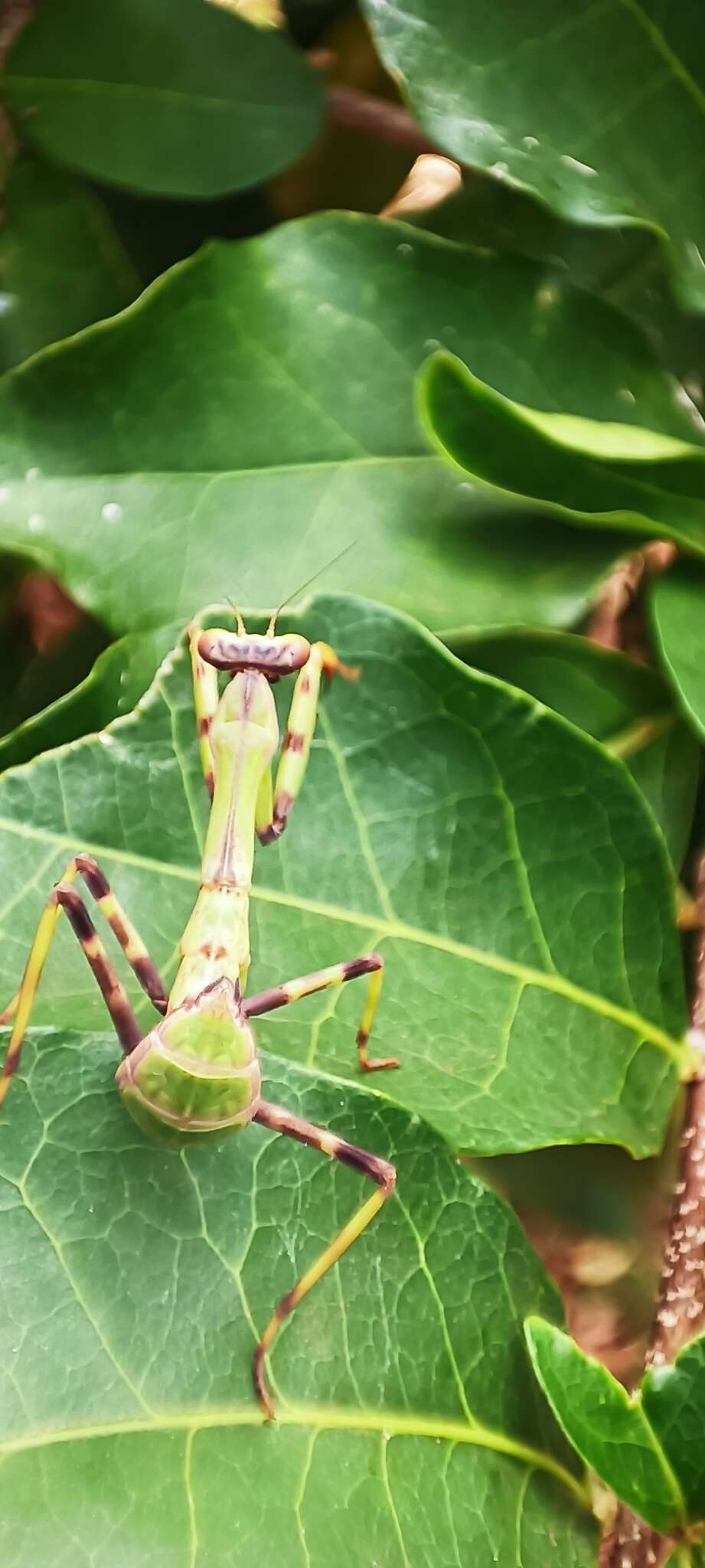 Image of Stagmatoptera reimoseri Beier 1929