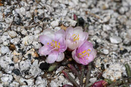 Image of Yosemite bitterroot