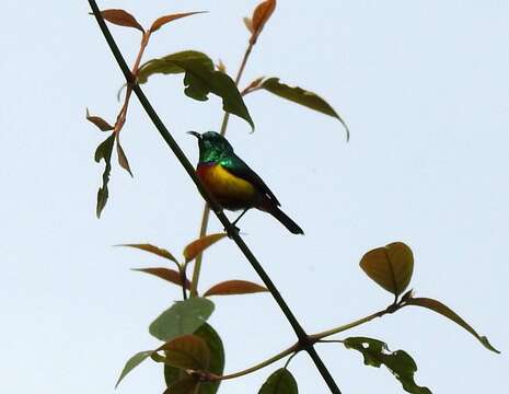 Image of Regal Sunbird