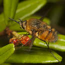 Image of Eristalopsis wrightae Li & Yeates 2018