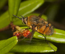 Image of Eristalopsis wrightae Li & Yeates 2018