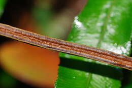 Austroblechnum patersonii (R. Br.) Gasper & V. A. O. Dittrich的圖片