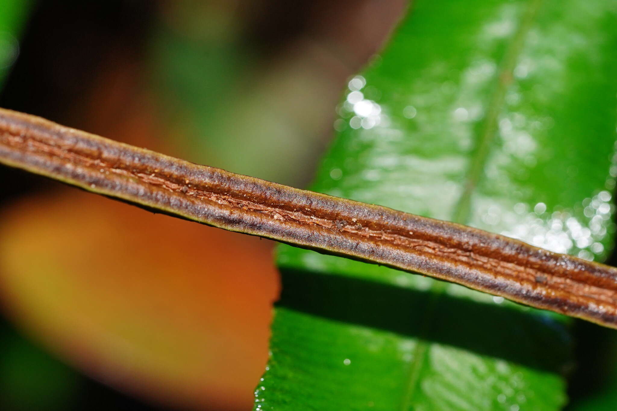 Plancia ëd Austroblechnum patersonii (R. Br.) Gasper & V. A. O. Dittrich