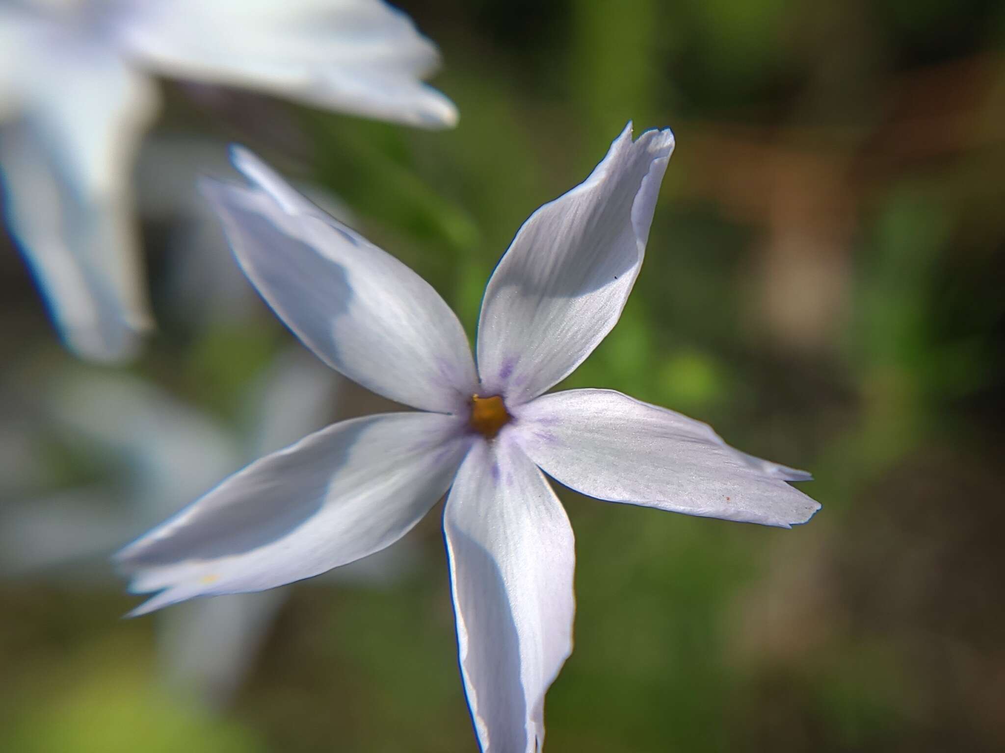 Image of Hentz's phlox