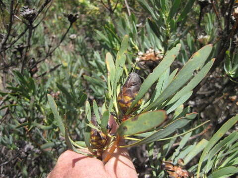 Plancia ëd Protea acuminata Sims