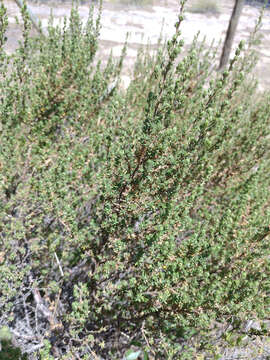 <i>Cliffortia <i>polygonifolia</i></i> var. polygonifolia resmi