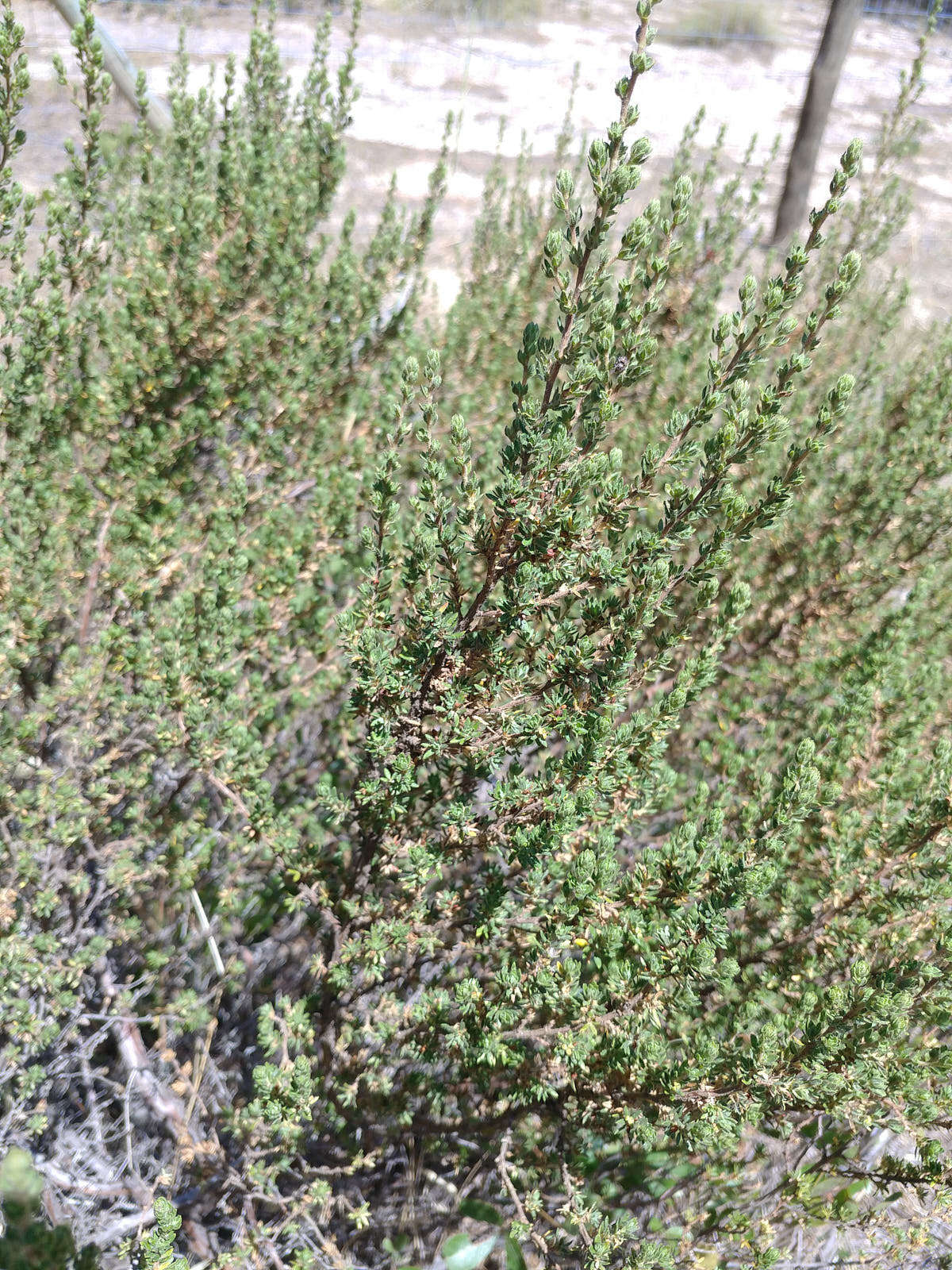 <i>Cliffortia <i>polygonifolia</i></i> var. polygonifolia resmi