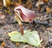 Image of Corybas fordhamii (Rupp) Rupp