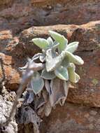 Image of Helichrysum homilochrysum S. Moore