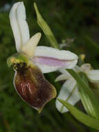 Image of Ophrys argolica subsp. lesbis (Gölz & H. R. Reinhard) H. A. Pedersen & Faurh.