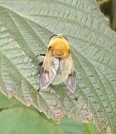 Sericomyia superbiens (Muller 1776) resmi