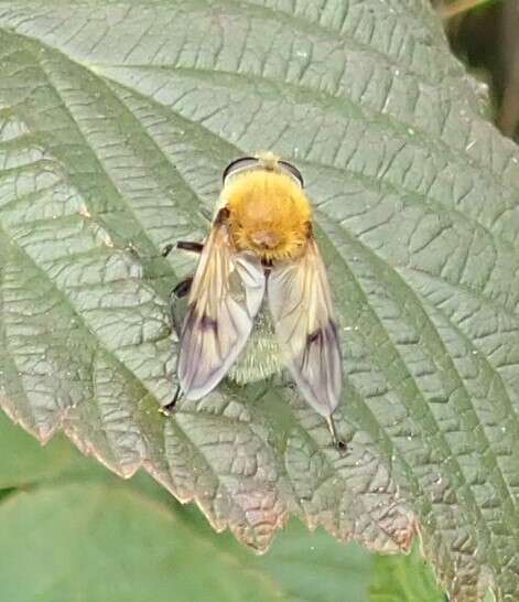 Sericomyia superbiens (Muller 1776) resmi