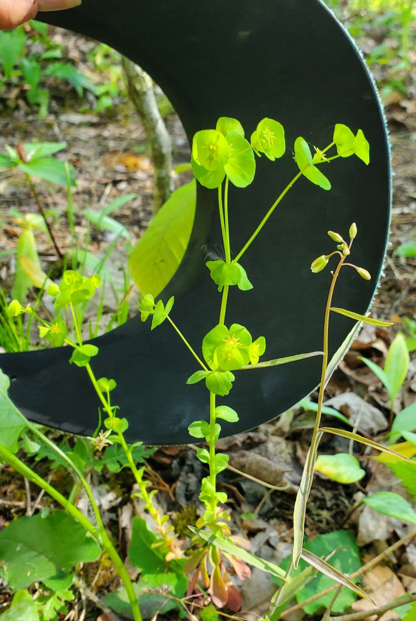 Image of tinted woodland spurge