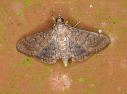 Image of Dusky Herpetogramma