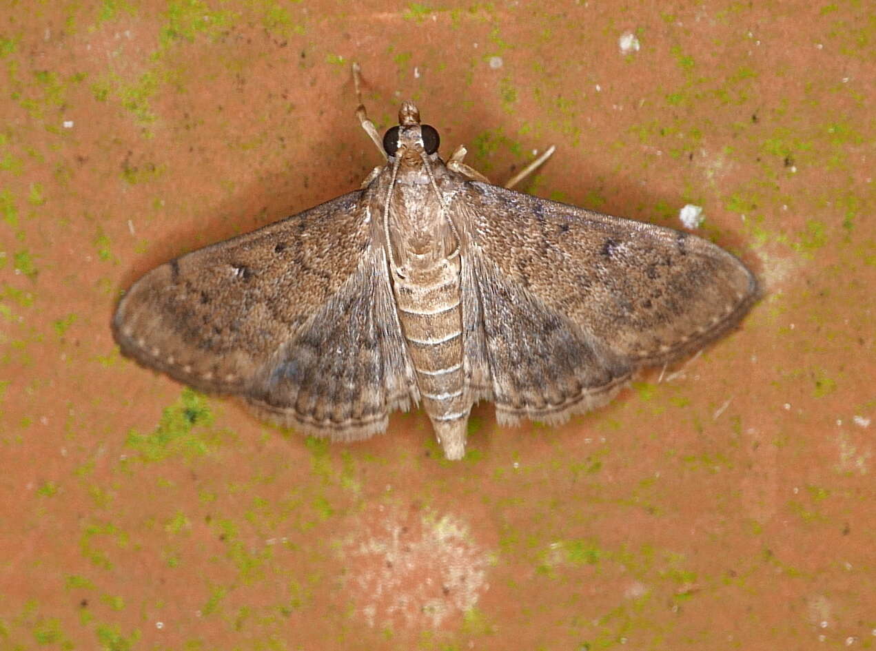 Image of Dusky Herpetogramma