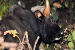 Image of Gaur