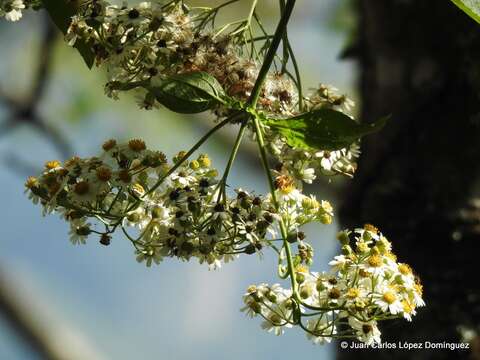 صورة Schistocarpha bicolor Less.