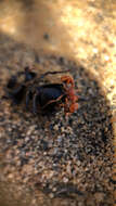 Image of Pogonomyrmex subnitidus Emery 1895