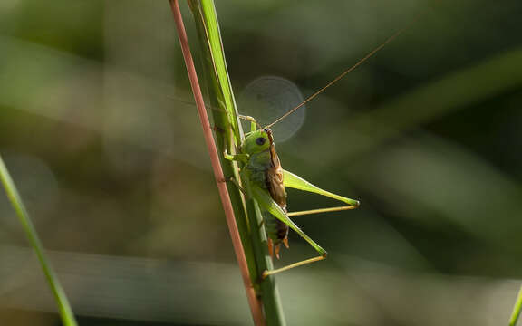 Слика од Conocephalus (Anisoptera) strictus (Scudder & S. H. 1875)