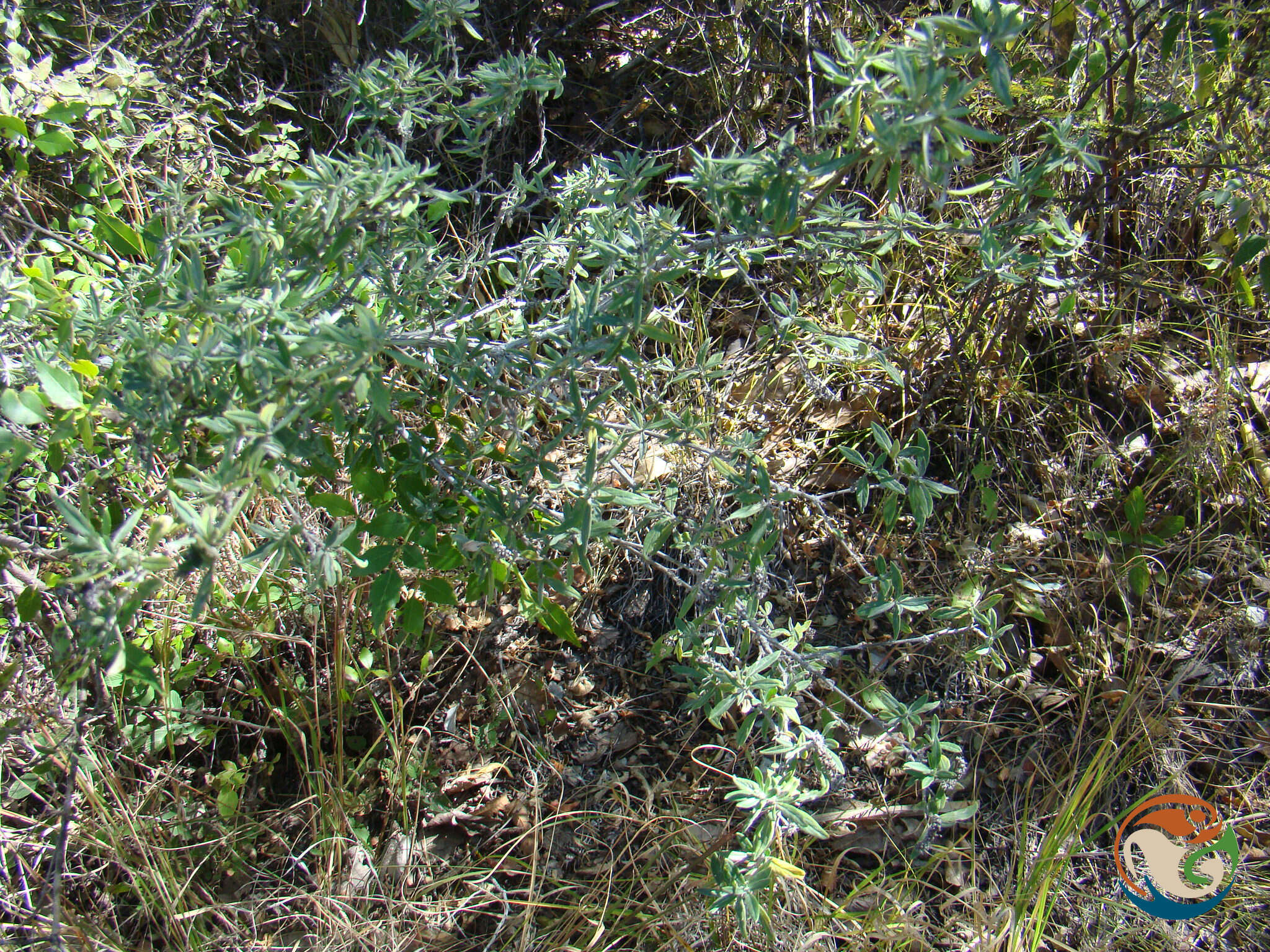 Image of Euploca mexicana