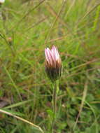 Image of Noticastrum decumbens (Baker) Cuatrec.