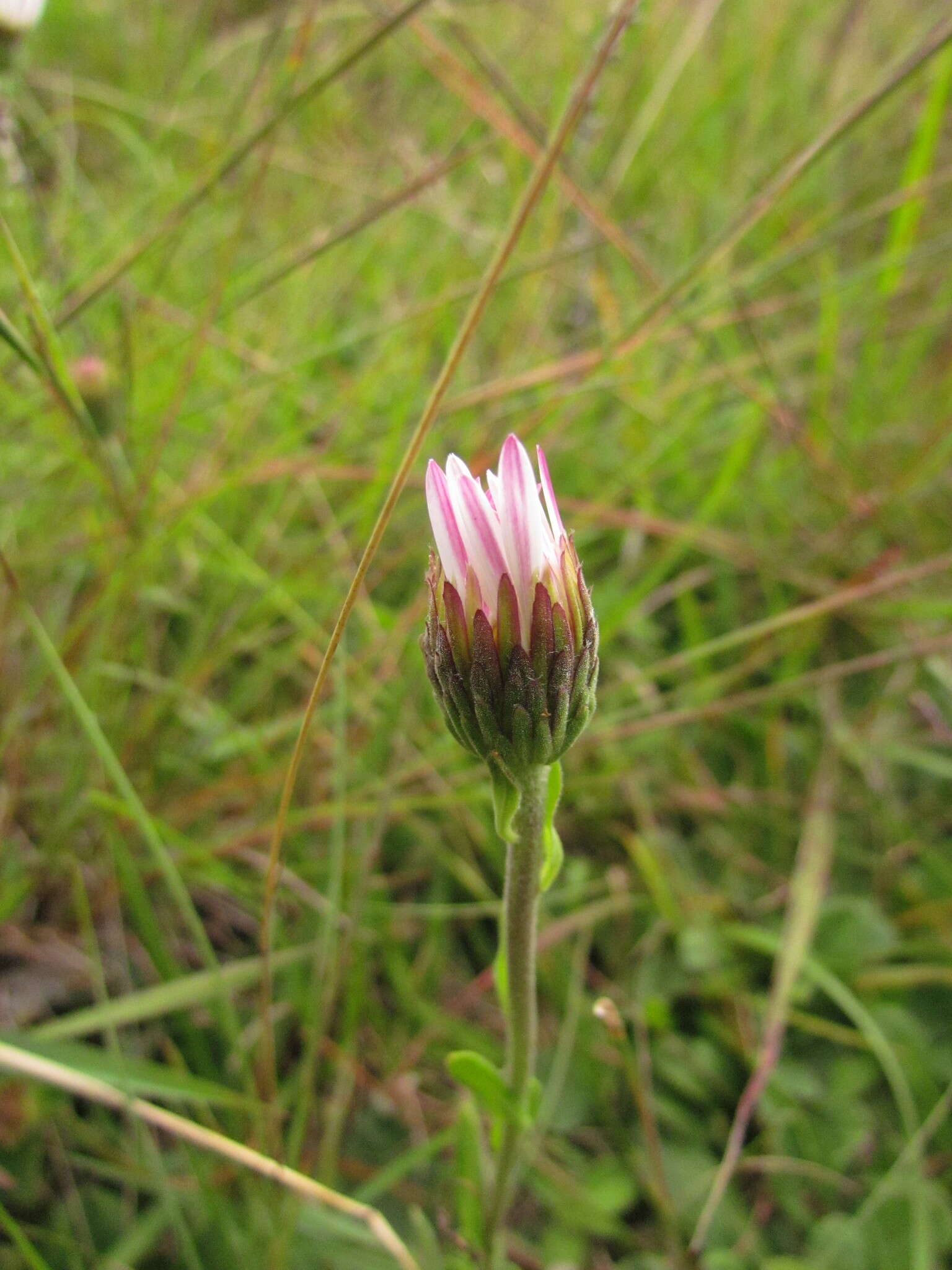 Image of Noticastrum decumbens (Baker) Cuatrec.