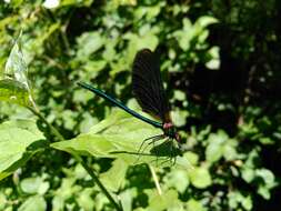 Image of Calopteryx virgo Linnaeus 1758