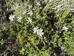 Image of blue daisy