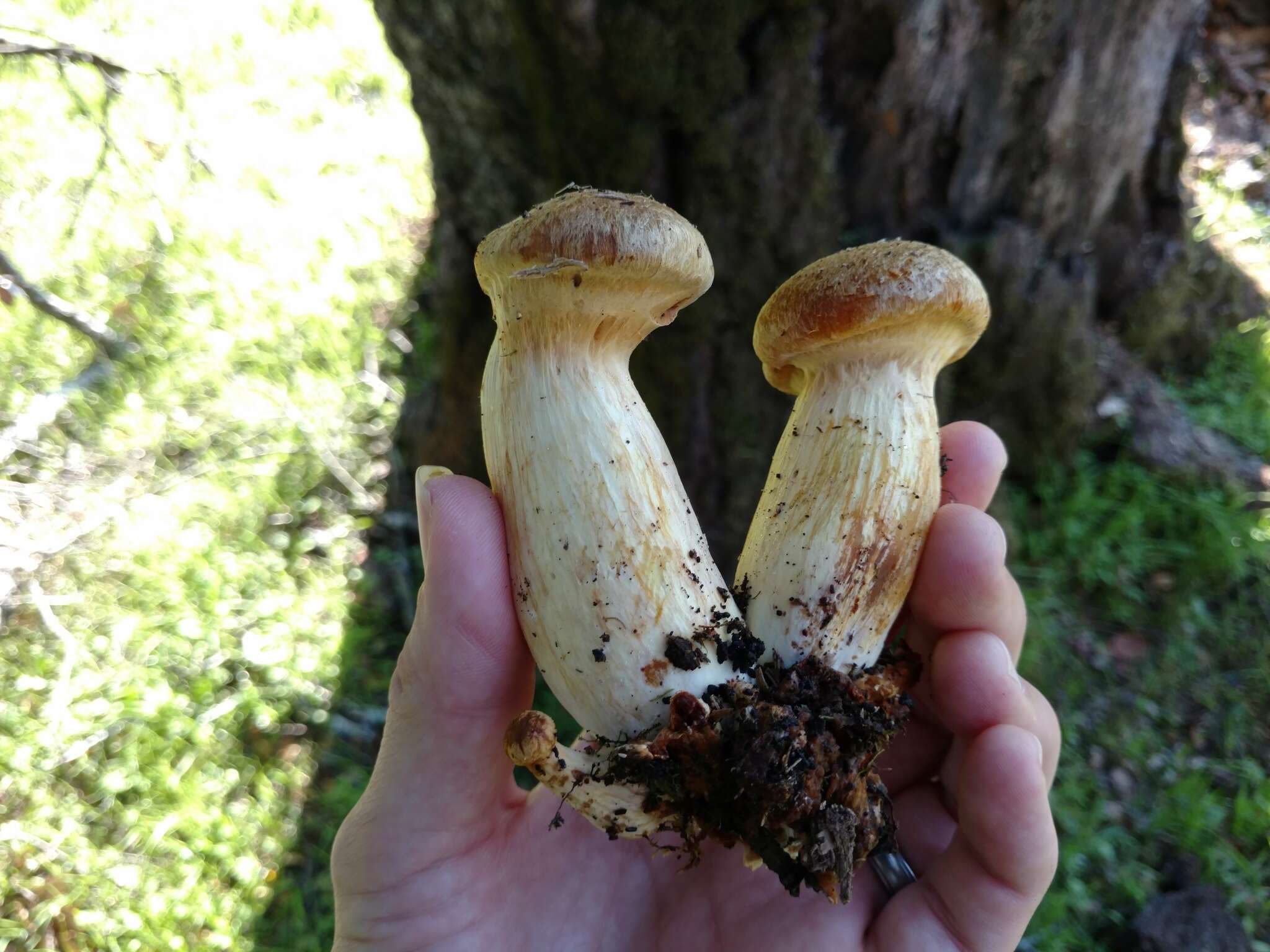 Image of Armillaria sinapina Bérubé & Dessur. 1988