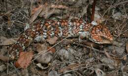 Image of Tiliqua rugosa rugosa Gray 1825