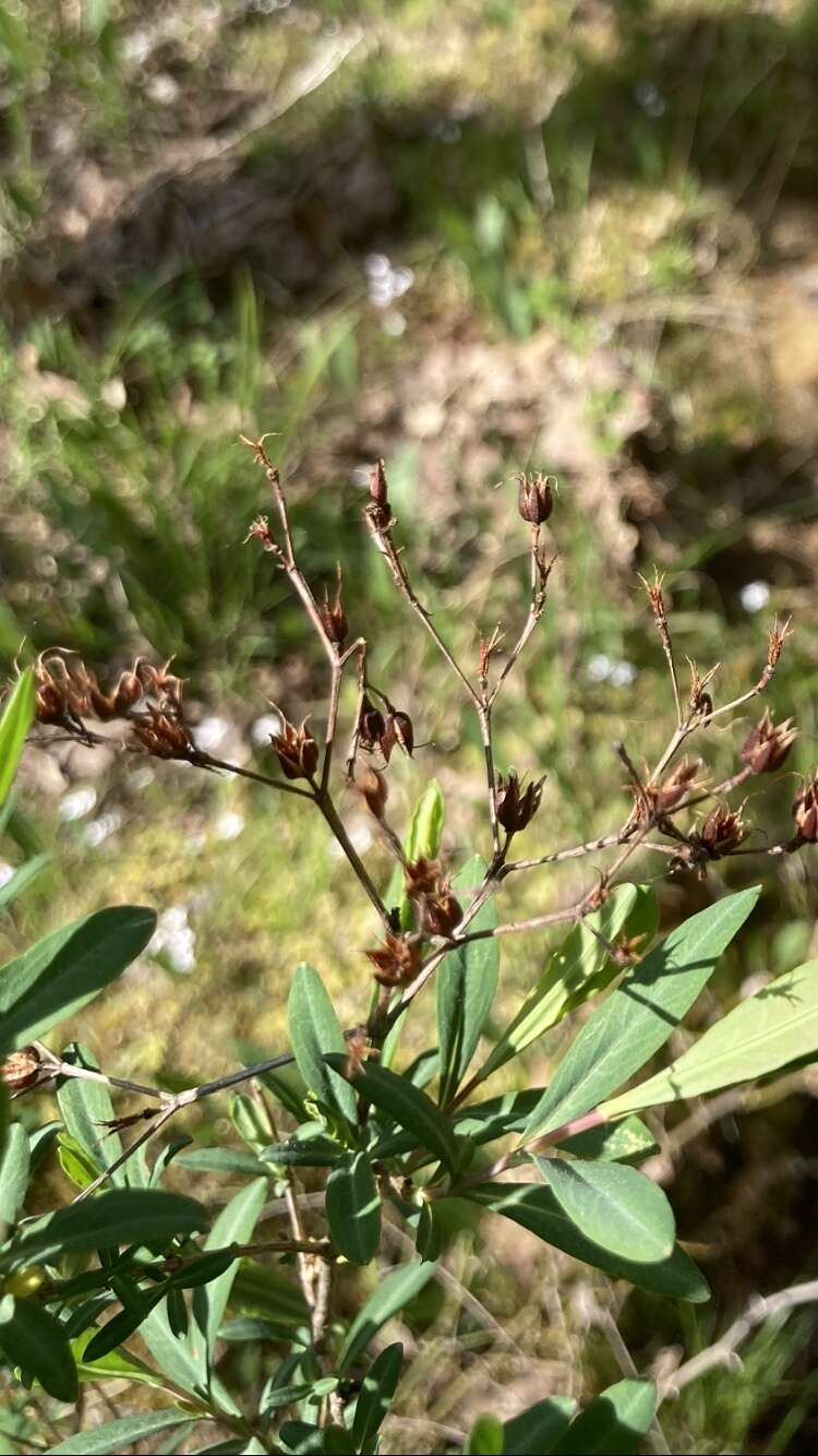 صورة Hypericum lobocarpum Gattinger