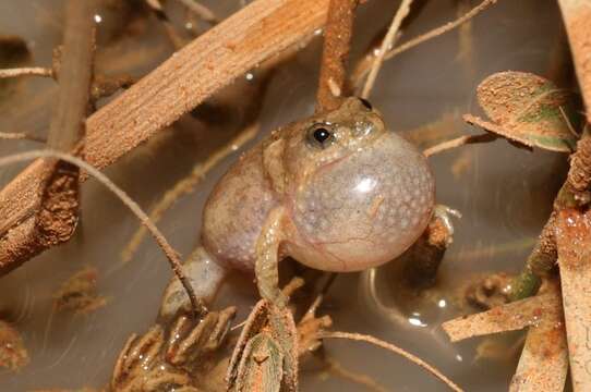 Image of Desert Froglet