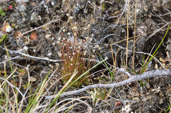 Image of Bog Stitchwort