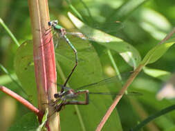 Image of Chalcolestes Kennedy 1920