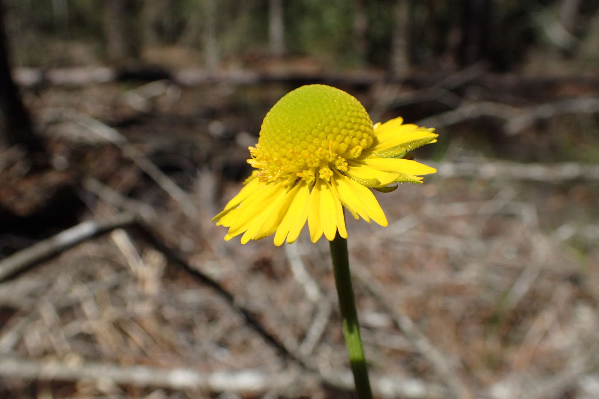 Imagem de Helenium drummondii H. Rock