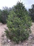 صورة Pinus remota (Little) D. K. Bailey & Hawksw.