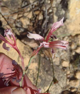 Image of Tritoniopsis ramosa var. ramosa