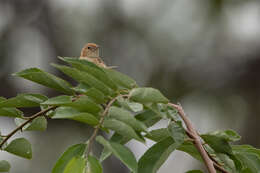 Image of Foxy Cisticola