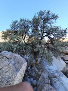 Image of Sideroxylon leucophyllum S. Watson