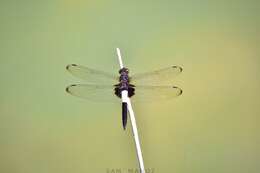 Pseudothemis zonata (Burmeister 1839) resmi