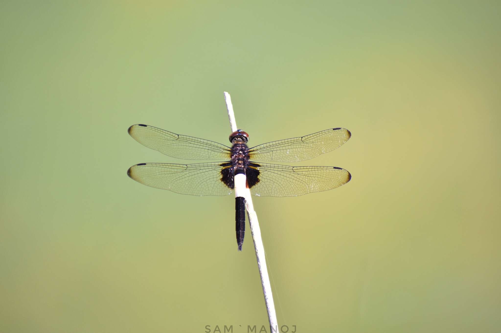 Pseudothemis zonata (Burmeister 1839) resmi