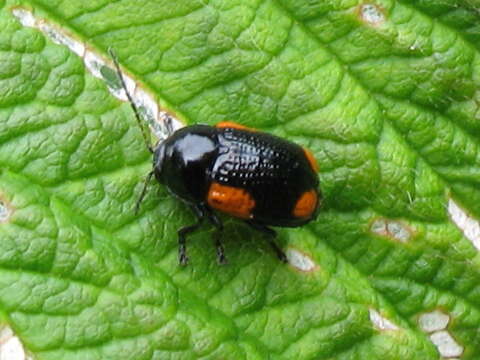 Cryptocephalus notatus Fabricius 1787 resmi