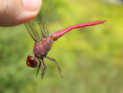 Image of Orthemis macrostigma (Rambur 1842)