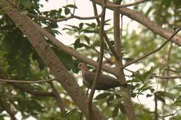 Image of Red-eyed Dove