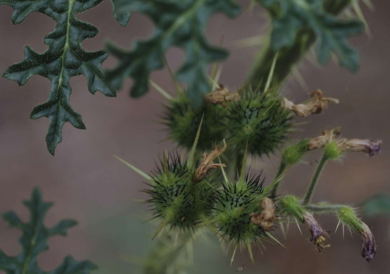 صورة Solanum davisense M. D. Whalen