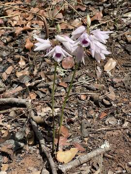 Image de Eulophia euantha Schltr.