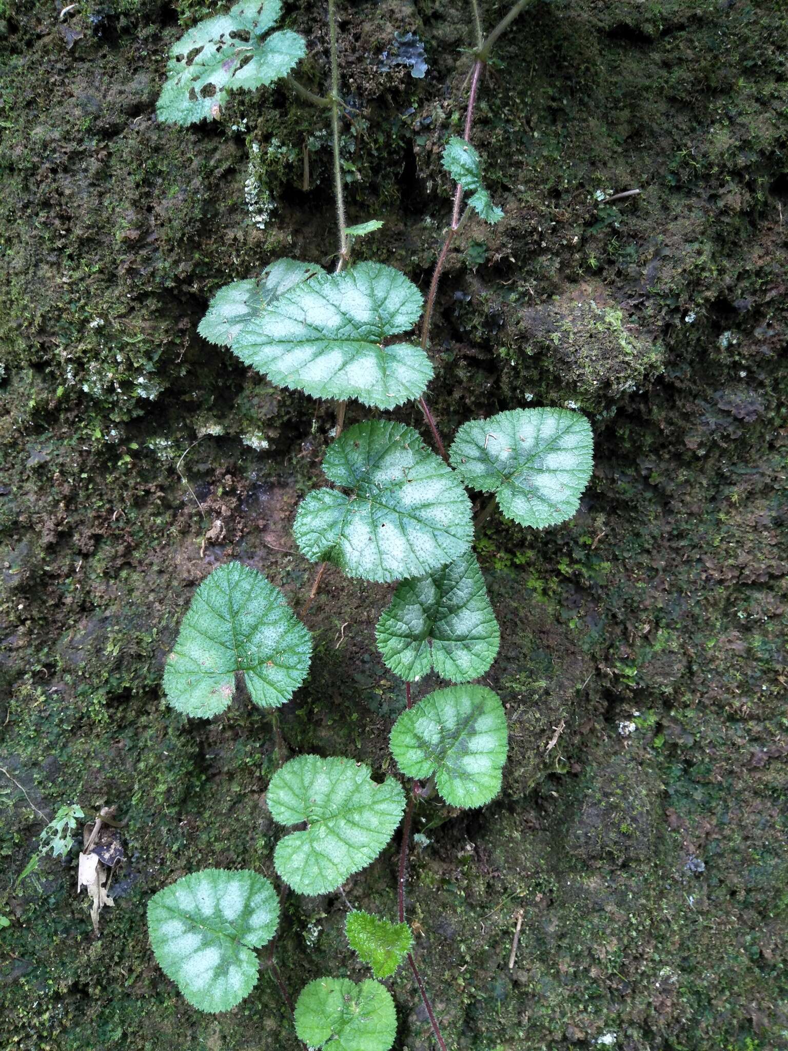 Image of Rubus pectinellus Maxim.