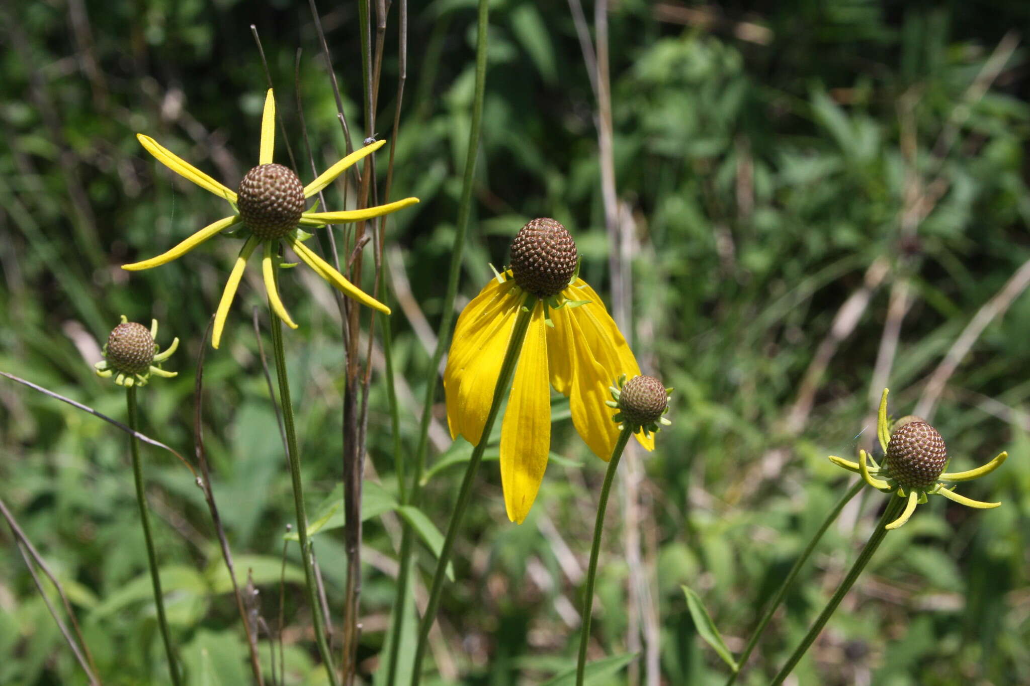 صورة Ratibida pinnata (Vent.) Barnh.