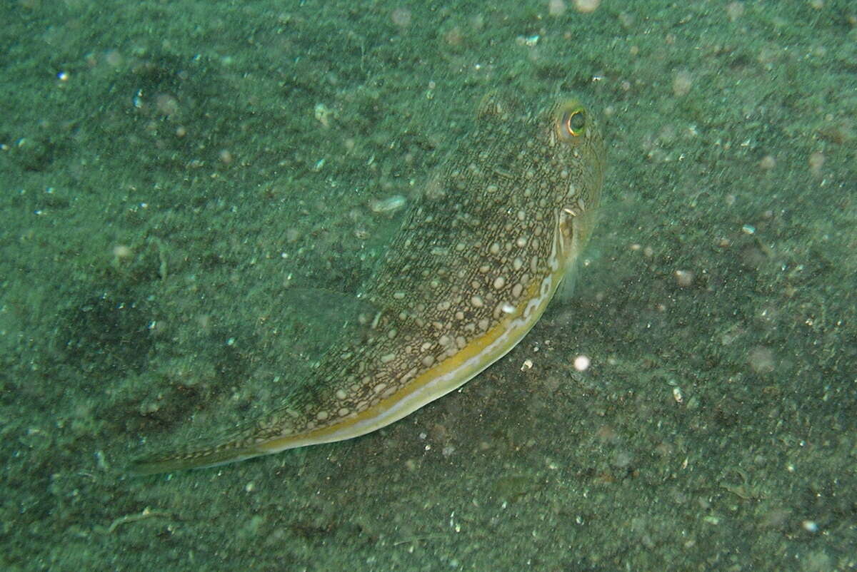 Image of Yellow-stripe Toadfish